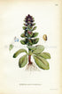 1922 Pyramidal Bugle, Antique Print (Ajuga Pyramidalis) by Lindman, Botanical Flower Book Plate 103, Green, Purple