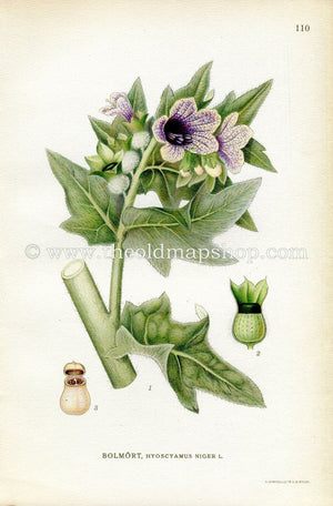 1922 Black Henbane, Stinking Nightshade, Antique Print (Hyoscyamus Niger) by Lindman, Botanical Flower Book Plate 110, Green, Purple