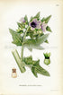 1922 Black Henbane, Stinking Nightshade, Antique Print (Hyoscyamus Niger) by Lindman, Botanical Flower Book Plate 110, Green, Purple
