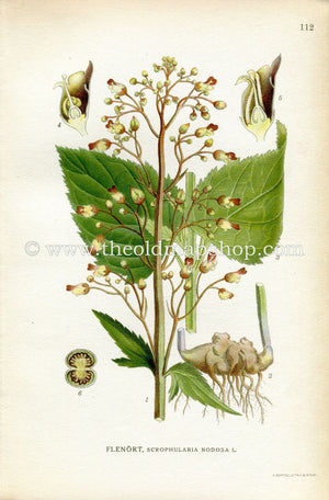 1922 Woodland Figwort, Figwort, Antique Print (Scrophularia Nodosa) by Lindman, Botanical Flower Book Plate 112, Green, Brown