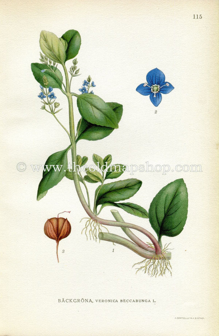 1922 European Speedwell, Antique Print (Veronica Beccabunga) by Lindman, Botanical Flower Book Plate 115, Green, Blue