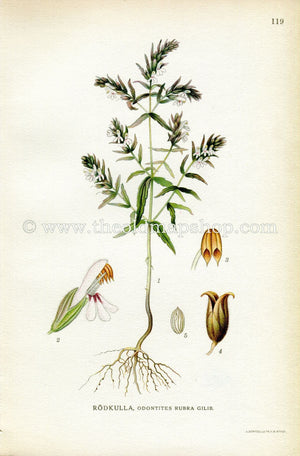 1922 Red Bartsia, Antique Print (Odontites Rubra Gilib) by Lindman, Botanical Flower Book Plate 119, Green, White