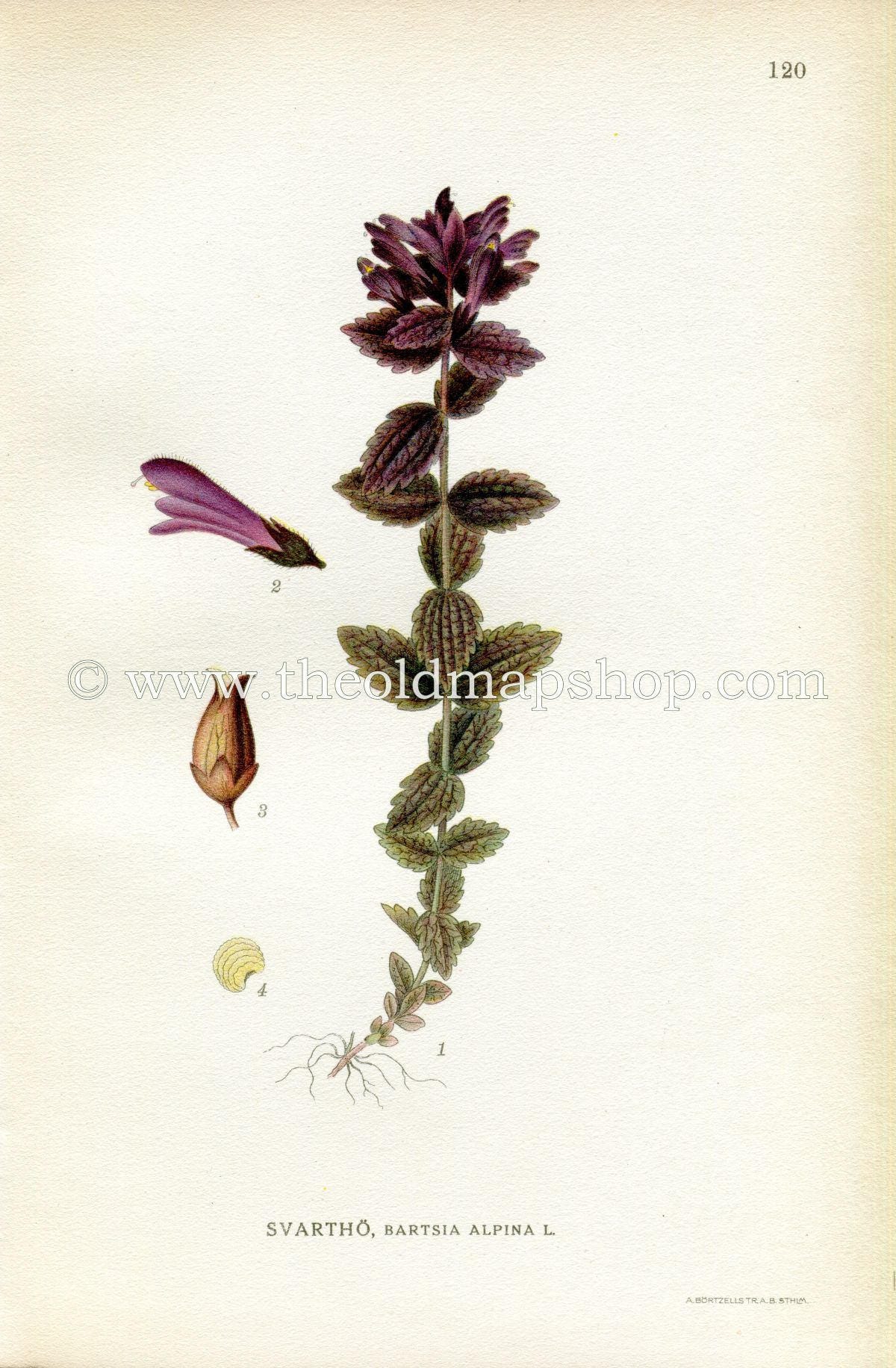 1922 Alpine Bartsia, Velvetbells, Antique Print (Bartsia Alpine) by Lindman, Botanical Flower Book Plate 120, Green, Purple