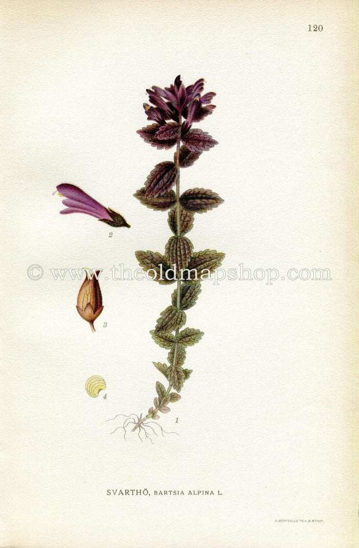 1922 Alpine Bartsia, Velvetbells, Antique Print (Bartsia Alpine) by Lindman, Botanical Flower Book Plate 120, Green, Purple