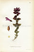 1922 Alpine Bartsia, Velvetbells, Antique Print (Bartsia Alpine) by Lindman, Botanical Flower Book Plate 120, Green, Purple