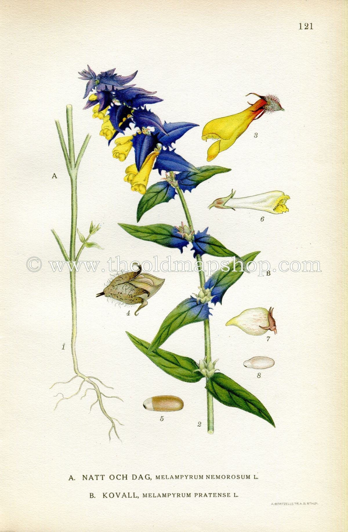 1922 Common Cow-wheat, Natt Och Dag, Antique Print (Melampyrum Pratense, Melampyrum Nemorosum) by Lindman, Botanical Flower Book Plate 121