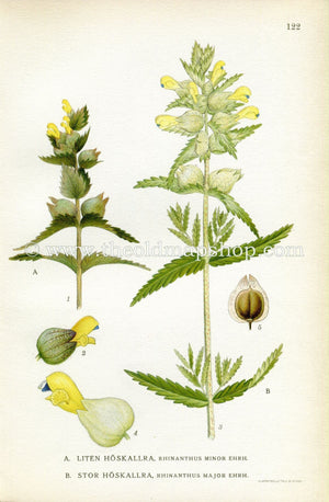 1922 European Yellow Rattle, Hayrattle, Cockscomb, Antique Print (Rhinanthus Minor & Major) by Lindman, Botanical Flower Book Plate 122