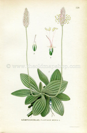 1922 Hoary Plantain, Antique Print (Plantago Media) by Lindman, Botanical Flower Book Plate 128, Green, Pink