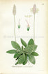 1922 Hoary Plantain, Antique Print (Plantago Media) by Lindman, Botanical Flower Book Plate 128, Green, Pink