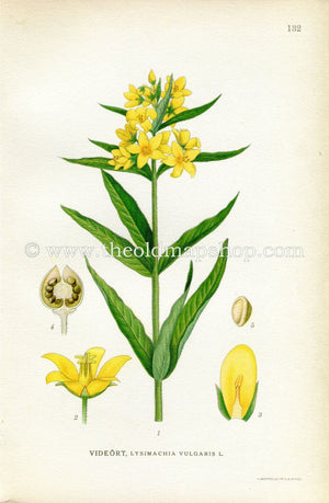 1922 Garden Loosestrife, Yellow Loosestrife, Antique Print (Lysimachia Vulgaris) by Lindman, Botanical Flower Book Plate 132, Green, Yellow