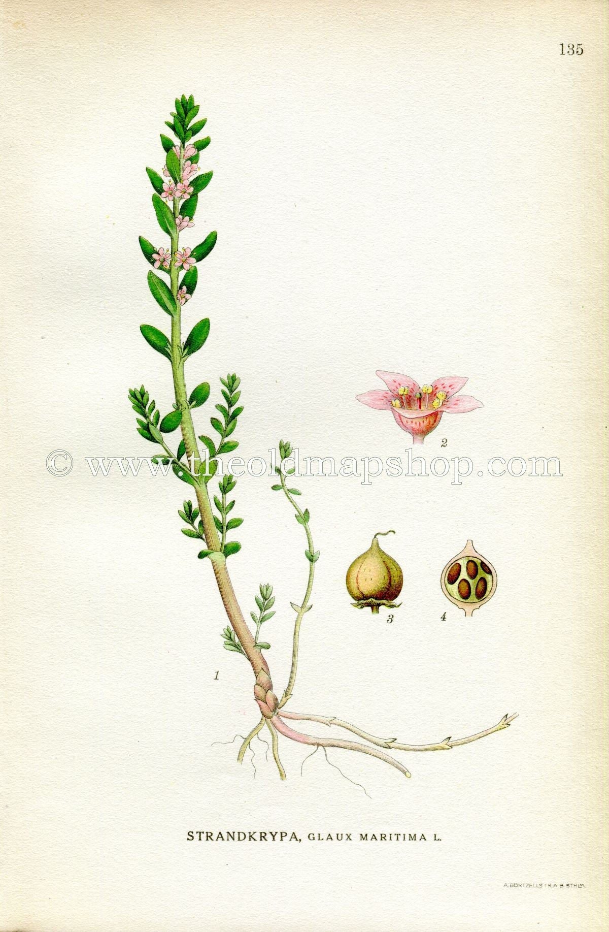 1922 Sea Milkwort, Sea Milkweed, Black Saltwort, Antique Print (Glaux Maritima) by Lindman, Botanical Flower Book Plate 135, Green, Pink