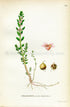 1922 Sea Milkwort, Sea Milkweed, Black Saltwort, Antique Print (Glaux Maritima) by Lindman, Botanical Flower Book Plate 135, Green, Pink