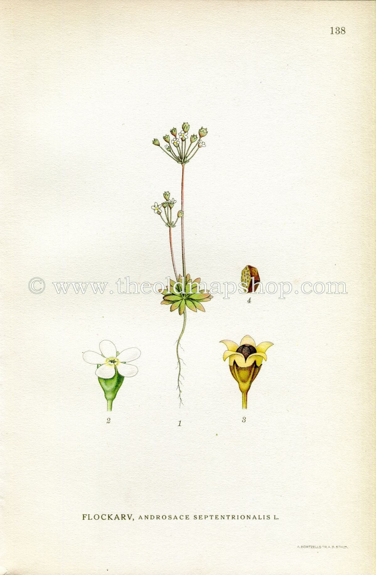 1922 Pygmyflower Rockjasmine, Antique Print (Androsace Septentrionalis) by Lindman, Botanical Flower Book Plate 138, Green, White