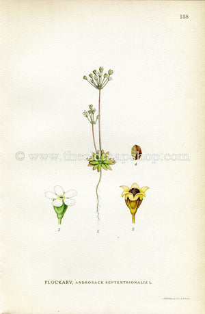 1922 Pygmyflower Rockjasmine, Antique Print (Androsace Septentrionalis) by Lindman, Botanical Flower Book Plate 138, Green, White