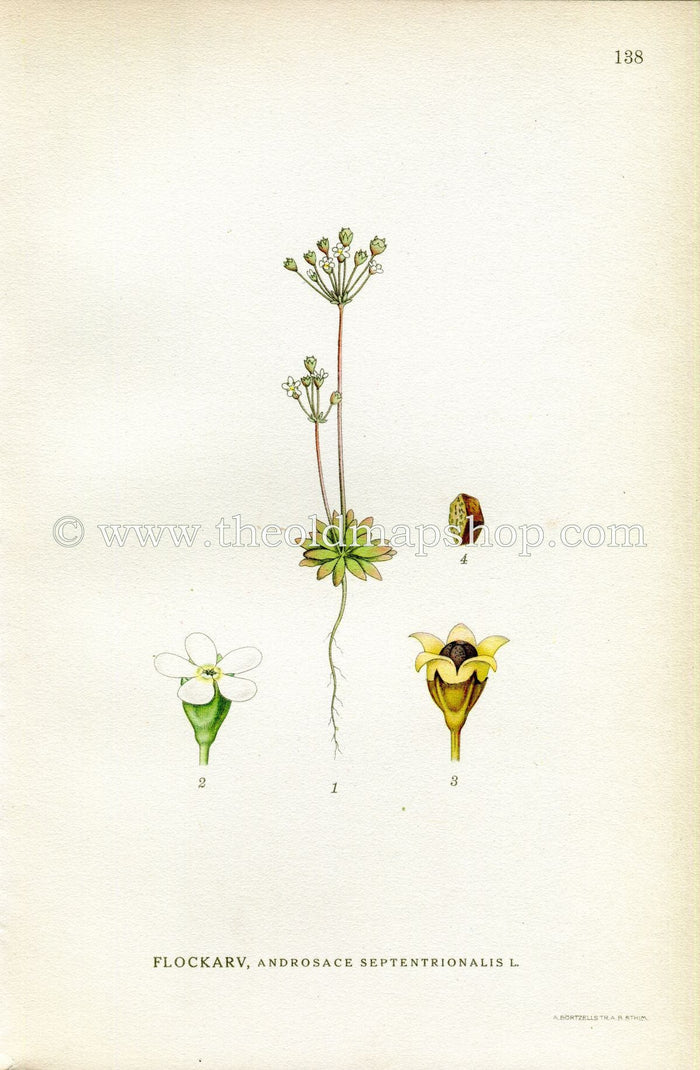 1922 Pygmyflower Rockjasmine, Antique Print (Androsace Septentrionalis) by Lindman, Botanical Flower Book Plate 138, Green, White