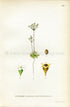 1922 Pygmyflower Rockjasmine, Antique Print (Androsace Septentrionalis) by Lindman, Botanical Flower Book Plate 138, Green, White