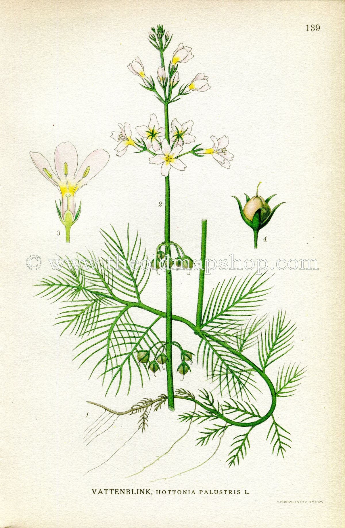 1922 Water Violet, Featherfoil, Antique Print (Hottonia Palustris) by Lindman, Botanical Flower Book Plate 139, Green, Pink, White
