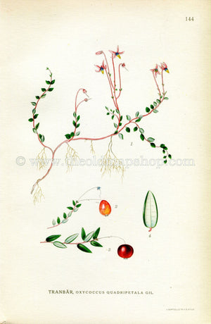 1922 Cranberry, Antique Print (Oxycoccus Quadripetala Gil) by Lindman, Botanical Flower Book Plate 144, Green, Pink, Red