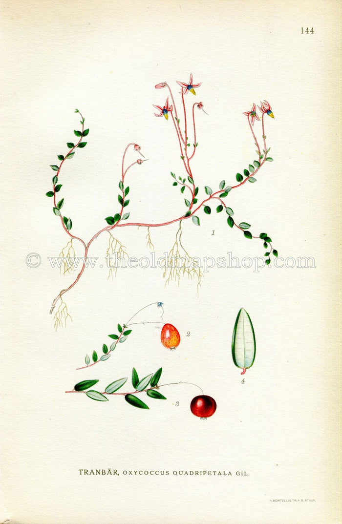 1922 Cranberry, Antique Print (Oxycoccus Quadripetala Gil) by Lindman, Botanical Flower Book Plate 144, Green, Pink, Red