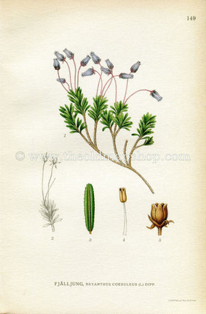 1922 Antique Print (Bryanthus Coeruleus) by Lindman, Botanical Flower Book Plate 149, Green, Blue