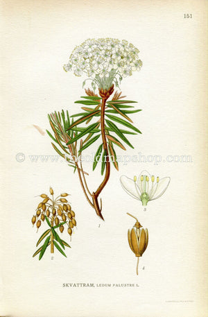 1922 Marsh Tea, Wild Rosemary, Antique Print (Ledum Palustre) by Lindman, Botanical Flower Book Plate 151, Green, White