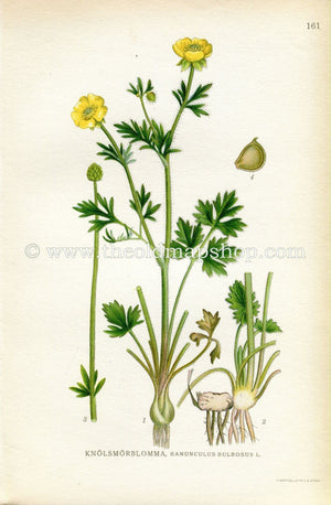 1922 St. Anthony's Turnip, Bulbous Buttercup, Antique Print (Ranunculus Bulbosus) by Lindman, Botanical Flower Book Plate 161, Green, Yellow