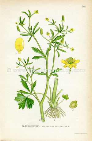 1922 Celery-leaved Buttercup, Cursed Buttercup, Antique Print (Ranunculus Sceleratus) by Lindman, Botanical Flower Book Plate 163, Yellow
