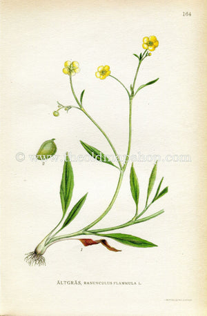 1922 Lesser Spearwort, Greater Creeping Spearwort, Banewort, Antique Print (Ranunculus Flammula) by Lindman, Botanical Flower Book Plate 164
