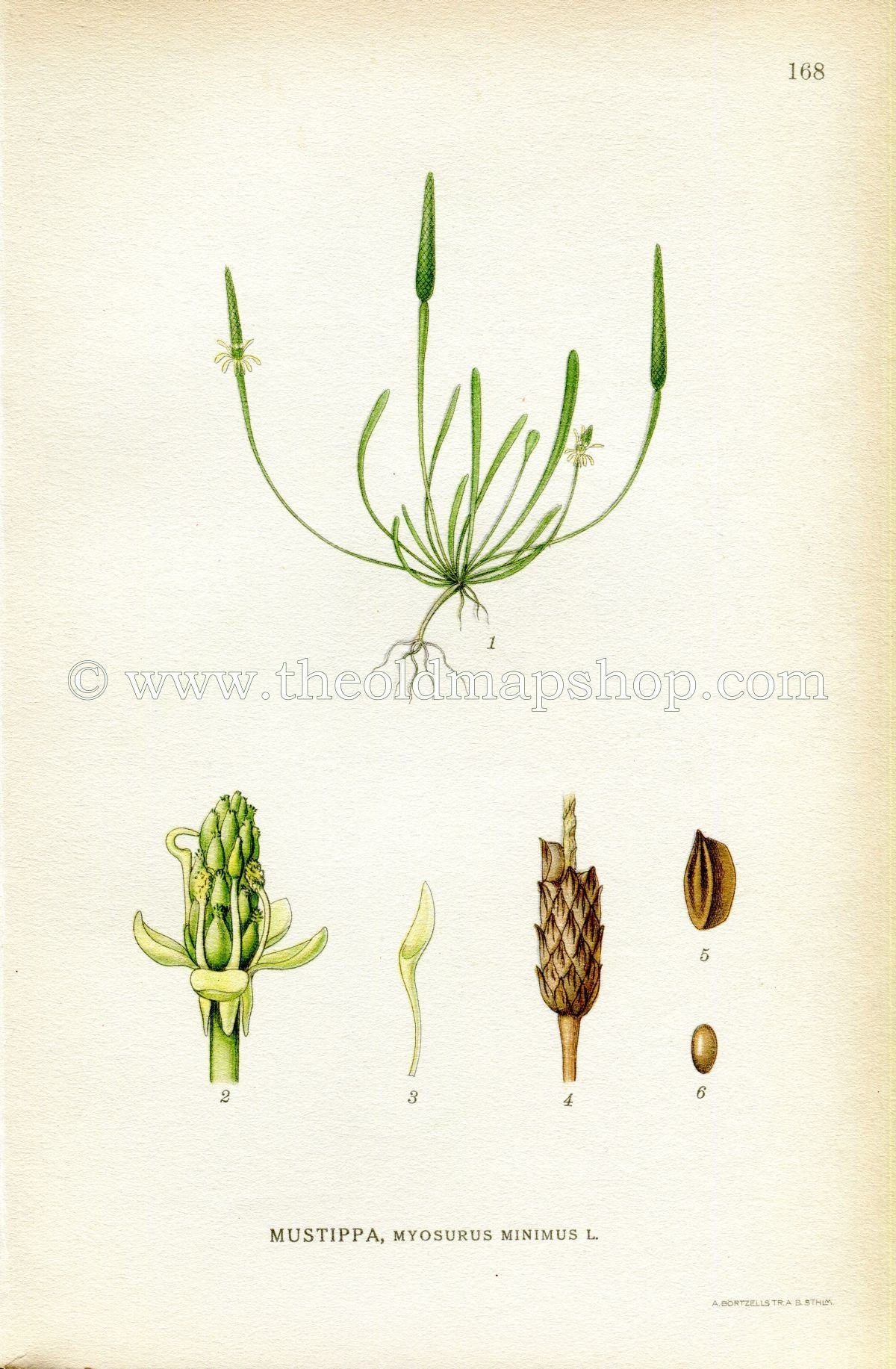1922 Tiny Mousetail, Mousetail, Antique Print (Myosurus Minimus) by Lindman, Botanical Flower Book Plate 168, Green