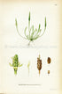 1922 Tiny Mousetail, Mousetail, Antique Print (Myosurus Minimus) by Lindman, Botanical Flower Book Plate 168, Green