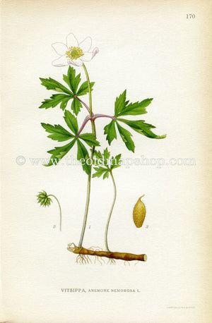 1922 Wood Anemone, Windflower, Thimbleweed, Smell Fox, Antique Print (Anemone Nemorosa) by Lindman, Botanical Flower Book Plate 170, White