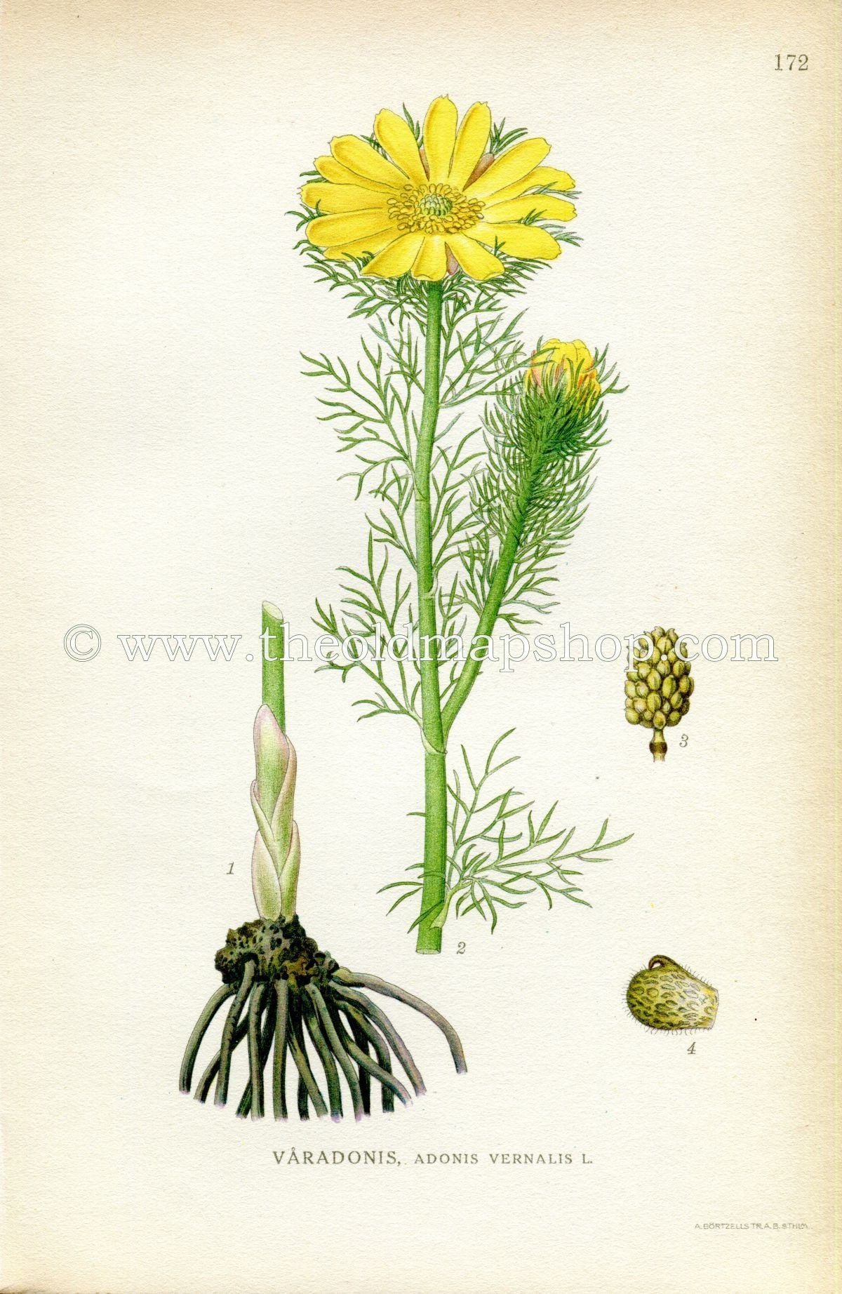 1922 Pheasant's Eye, False Hellebore, Antique Print (Adonis Vernalis) by Lindman, Botanical Flower Book Plate 172, Green, Yellow