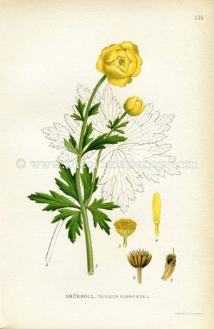 1922 Globeflower, Antique Print (Trollius Europaeus) by Lindman, Botanical Flower Book Plate 175, Green, Yellow