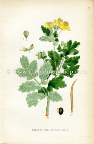 1922 Greater Celandine Antique Print (Chelidonium Majus) by Lindman, Botanical Flower Book Plate 184, Green, Yellow