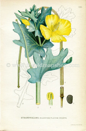 1922 Yellow Hornpoppy, Sea-poppy, Yellow Horned Poppy Antique Print (Glaucium Flavum) by Lindman, Botanical Flower Book Plate 185, Yellow