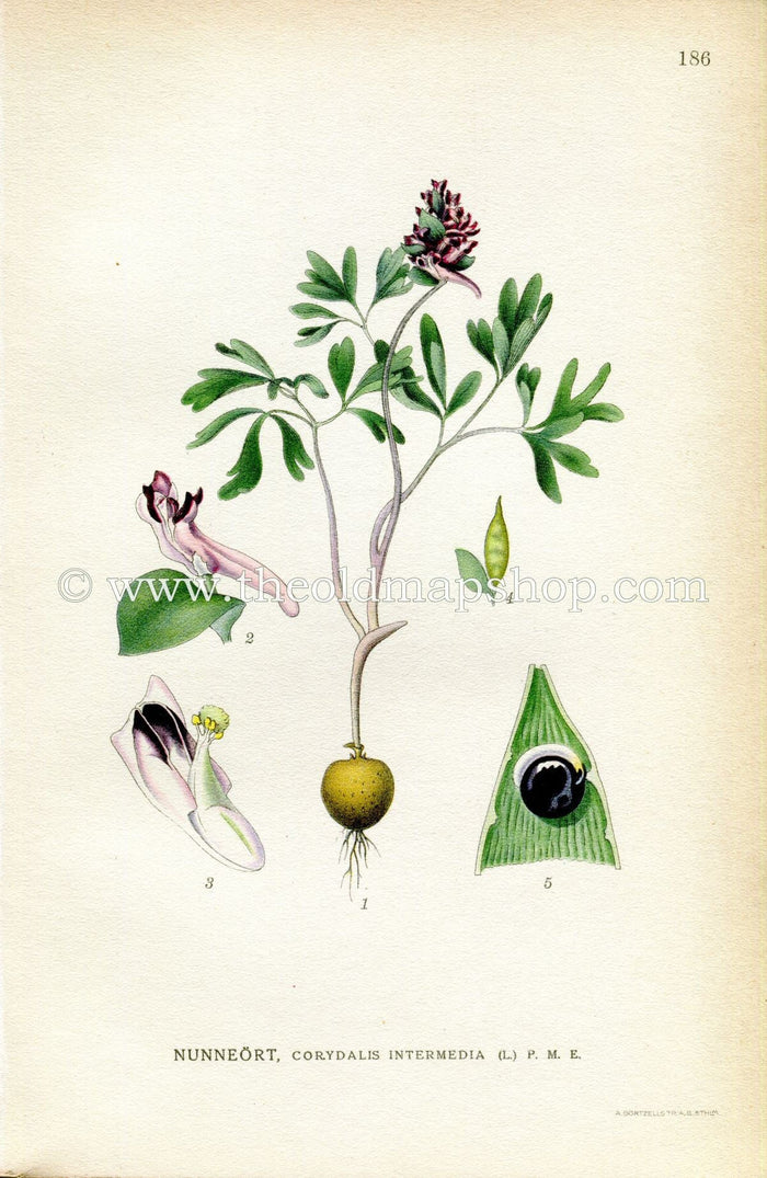 1922 Fumewort Antique Print (Corydalis Intermedia) by Lindman, Botanical Flower Book Plate 186, Green, Purple