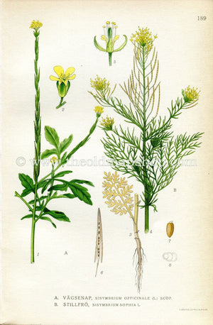 1922 Hedge/Tansy Mustard, Flixweed, Herb-Sophia, Antique Print (Sisymbrium Officinale & Sophia) by Lindman, Botanical Flower Book Plate 189