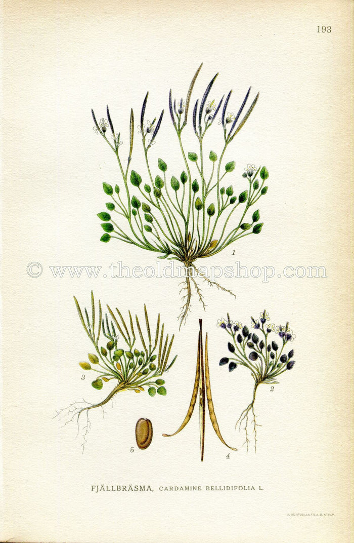 1922 Alpine Bitter-cress Antique Print (Cardamine Bellidifolia) by Lindman, Botanical Flower Book Plate 193, Green, White
