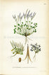 1922 Alpine Bitter-cress Antique Print (Cardamine Bellidifolia) by Lindman, Botanical Flower Book Plate 193, Green, White