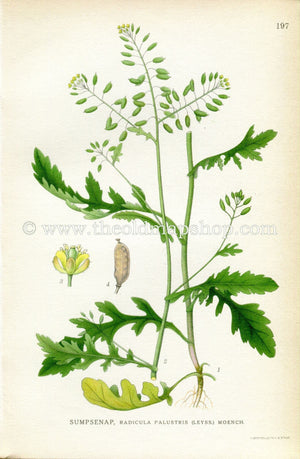1922 Antique Print (Radicula Palustris) by Lindman, Botanical Flower Book Plate 197, Green, Yellow