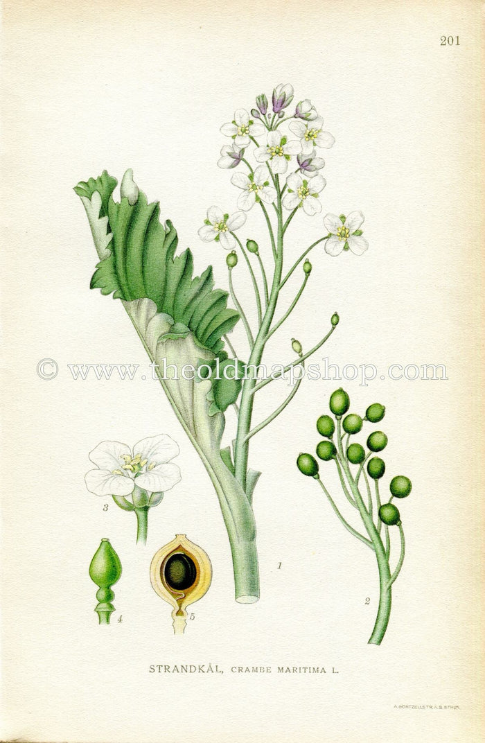 1922 Sea Kale, Seakale, Crambe Antique Print (Crambe Maritima) by Lindman, Botanical Flower Book Plate 201, Green, White