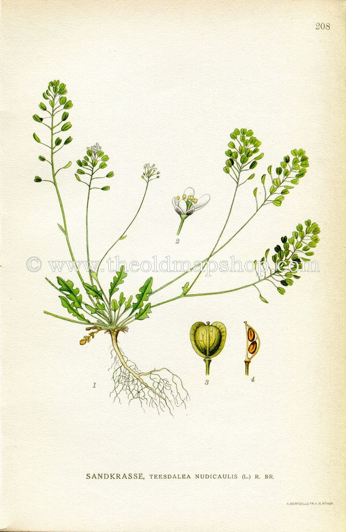 1922 Shepherd's Cress, Flipkrave Antique Print (Teesdalia Nudicaulis) by Lindman, Botanical Flower Book Plate 208, Green, White