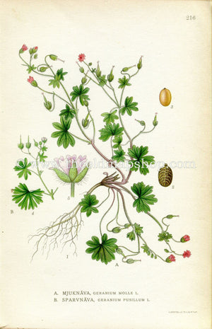 1922 Dove's-foot Crane's-bill, Dovesfoot Geranium Antique Print (Geranium Molle/Pusillum) by Lindman, Botanical Flower Book Plate 216