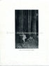 1925 Ida Rentoul Outhwaite Antique Fairy Print (Anne In The Enchanted Forest) Vintage Book Plate, from The Enchanted Forest