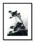1921 Ida Rentoul Outhwaite Antique Fairy Print (The South Wind Fairy) Vintage Book Plate, from The Enchanted Forest