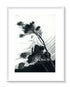 1921 Ida Rentoul Outhwaite Antique Fairy Print (The South Wind Fairy) Vintage Book Plate, from The Enchanted Forest