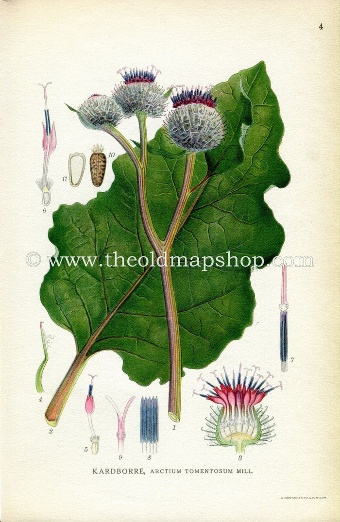 1922 Woolly Burdock Antique Print (Actium Tomentosum Mill) by Lindman, Botanical Flower, Book Plate 4, Green, Purple.