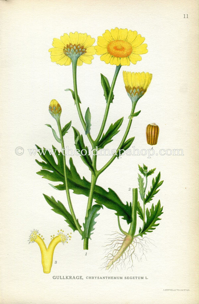 1922 Corn Daisy, Marigold Antique Print (Chrysanthemum Segetum) by Lindman, Botanical Flower, Book Plate 11, Green, Yellow.