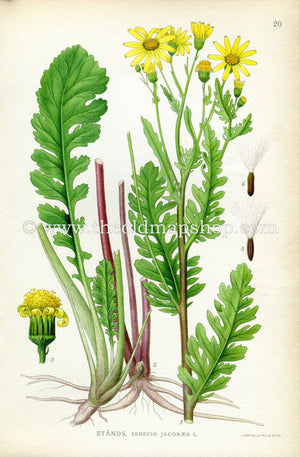1922 Ragwort Antique Print (Senecio Jacobaea) by Lindman, Botanical Flower, Book Plate 20, Green, Yellow.