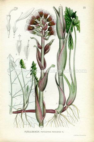 1922 Arctic Sweet Coltsfoot Antique Print (Petasites Frigidus) by Lindman, Botanical Flower, Book Plate 25, Green, Purple.